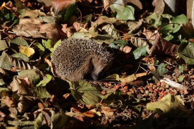 Igel003.JPG