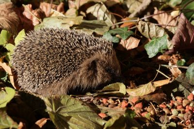 Igel005.JPG