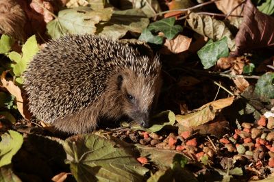 Igel007.JPG