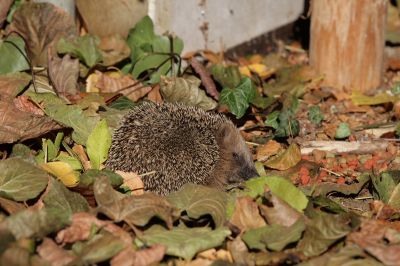 Igel009.JPG