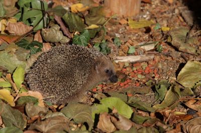 Igel010.JPG