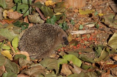 Igel011.JPG