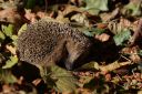 Igel004.JPG