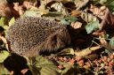 Igel005.JPG