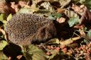 Igel005.JPG